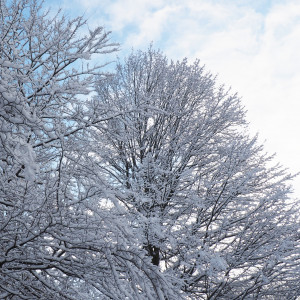 Winterland