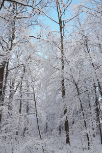 Winterland