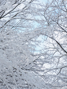 Winterland