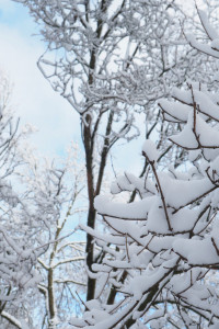 Winterland