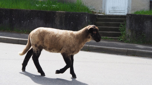 Hirtenwanderung20
