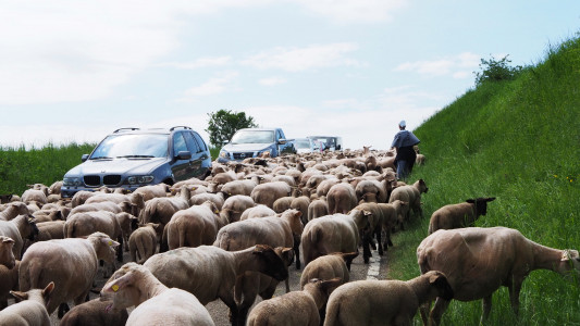Hirtenwanderung20