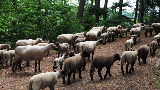 Hirtenwanderung20