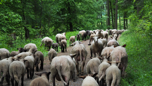 Hirtenwanderung20