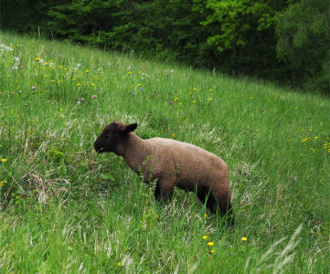 Hirtenwanderung20